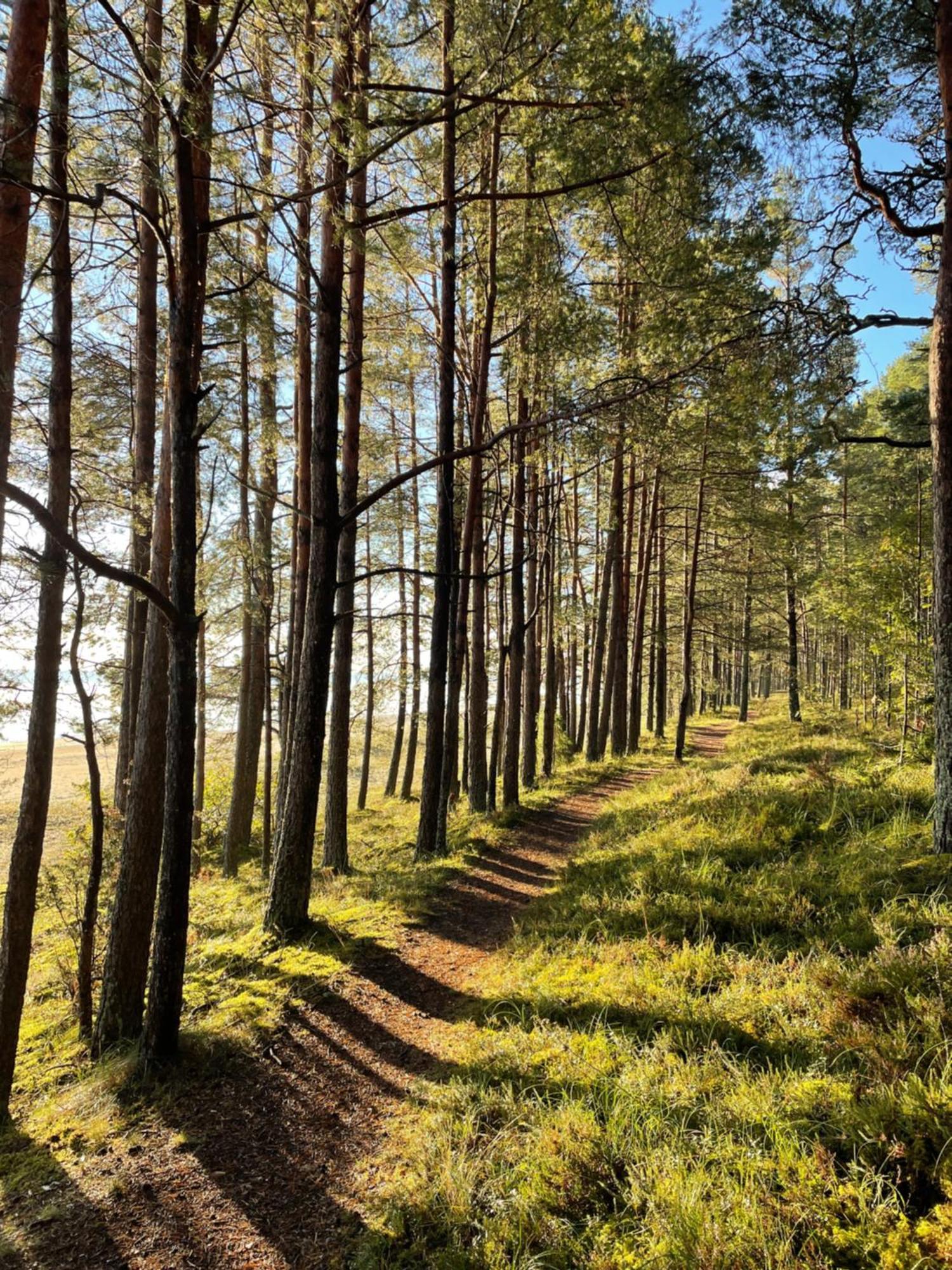11 Pine View Lejlighed Ķesterciems Eksteriør billede